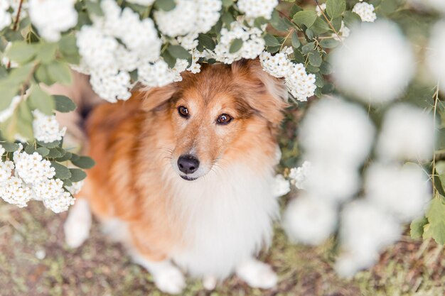 Adorable Shetland Sheepdog posiert im Freien