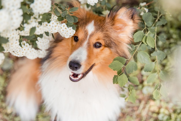 Adorable Shetland Sheepdog posiert im Freien