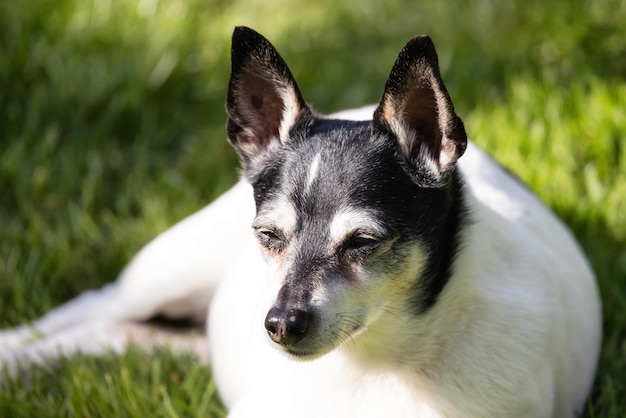 Adorable Toy Fox Terrier Dog relajándose en el césped afuera