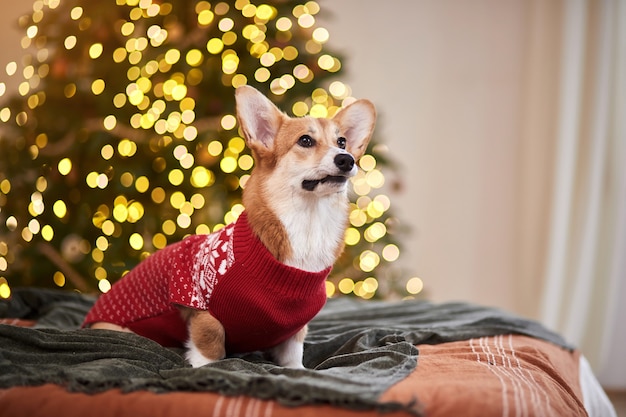 Adorable Welsh Corgi Pembroke en un suéter de punto rojo celebrando Feliz Navidad