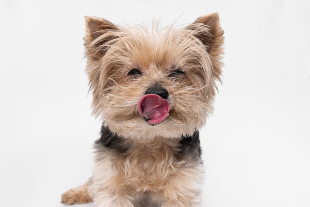 El adorable Yorkshire Terrier lame a su cachorro