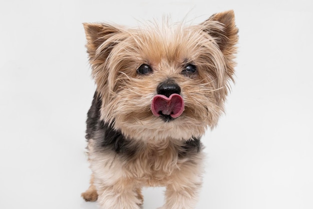 Adorable Yorkshire Terrier con la lengua en forma de corazón