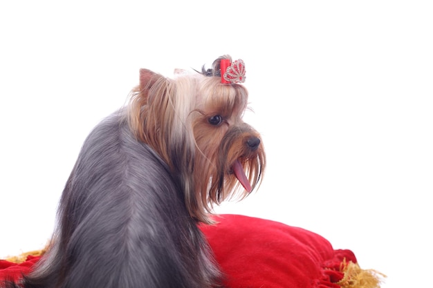 Adorable Yorkshire terrier mirando hacia atrás, sobre fondo blanco.