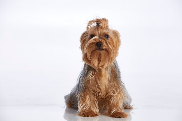 Foto adorable yorkshire terrier con moño