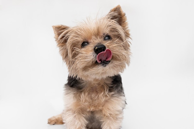 El adorable Yorkshire Terrier