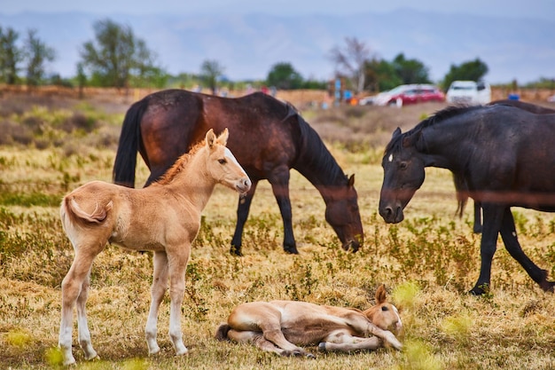 Adorables caballos jóvenes descansando en la mañana de primavera