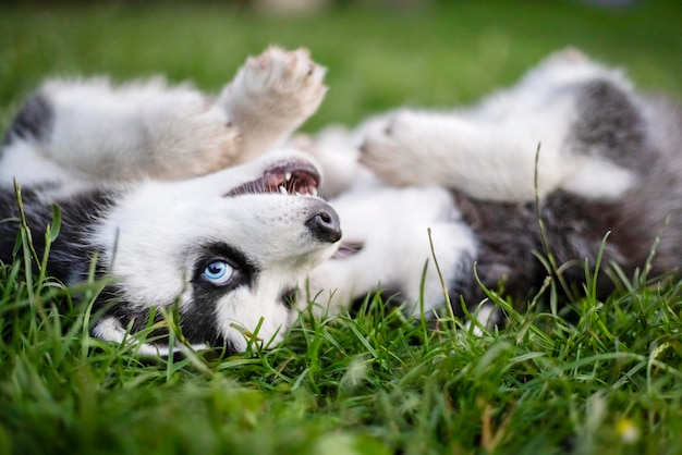 Foto adorables cachorros husky jugando en el jardín cachorros divertidos jugando al aire libre