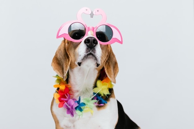 Adorables gafas de sol Beagle de fiesta y collar hawaiano con fondo blanco