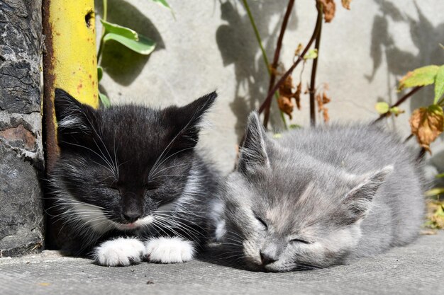 adorables gatitos yacen en el patio y toman el sol