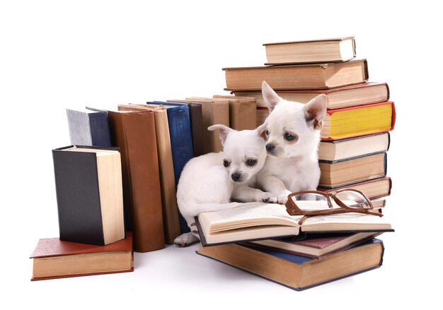 Adorables perros chihuahua en un montón de libros aislados en blanco