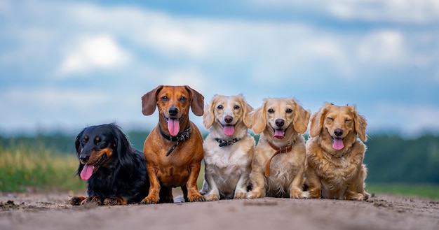 Adoráveis cães no céu azul com fundo de nuvens. animais fofos e devotados sentam-se na fila. animais de estimação na natureza.