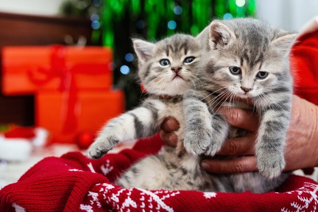 Adoráveis gatinhos de Natal ao lado da árvore e presentes