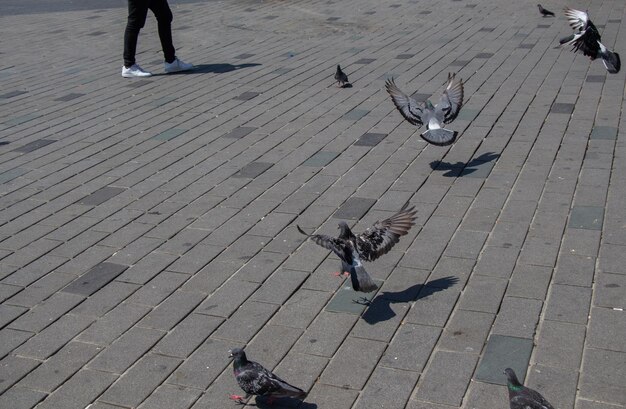 Adoráveis pássaros pombos pombas da cidade vivem em um ambiente urbano