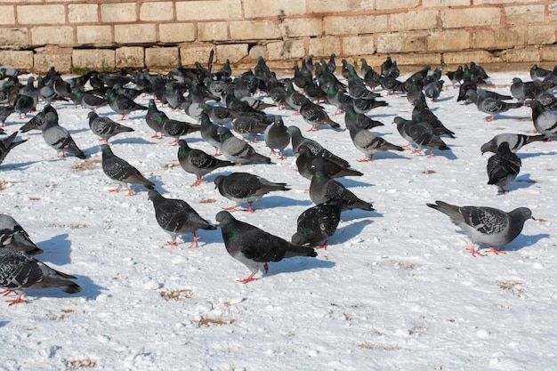 Adoráveis pombos selvagens vivem em ambiente urbano no inverno