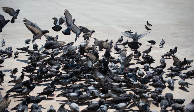 Adoráveis pombos selvagens vivem em ambiente urbano