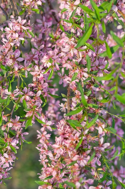 Adoráveis ramos florescentes de amêndoas fechados em raios de sol Profundidade de campo rasa Natureza floral