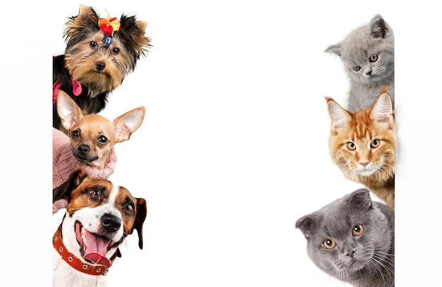 Foto adoráveis seis cães e gatos