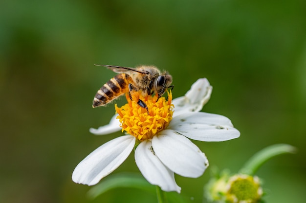 Adorável abelha coletando néctar em fotografias de flores brancas da vida selvagem