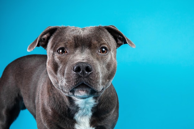 Adorável American Staffordshire Terrier em pé no estúdio