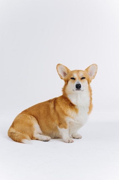 Adorável bonito Welsh Corgi Pembroke sentado no fundo branco e olhando para a câmera Raça mais popular de cão