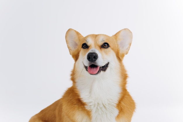 Adorável bonito Welsh Corgi Pembroke sentado no fundo branco e olhando para a câmera Raça mais popular de cão