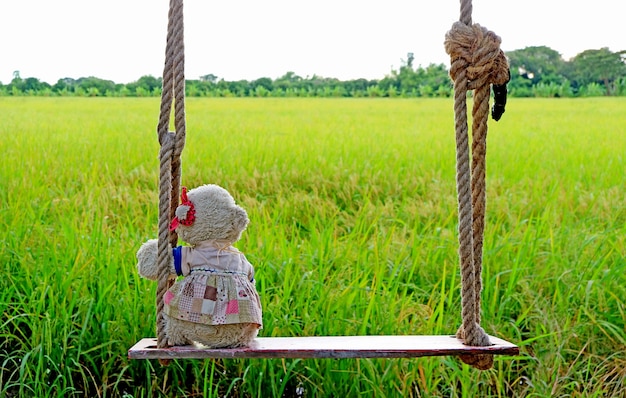 Adorável brinquedo macio de urso polar sentado em um balanço de madeira com arrozais ao fundo