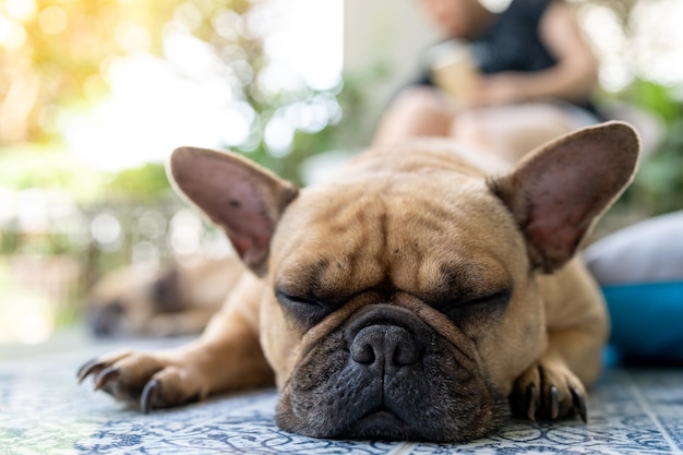 Adorável buldogue francês dormindo no chão de ladrilhos ao ar livre