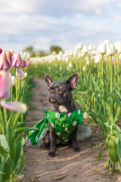 Adorável buldogue francês em um campo colorido de tulipas com tons vibrantes Cão vestido Roupas para cães