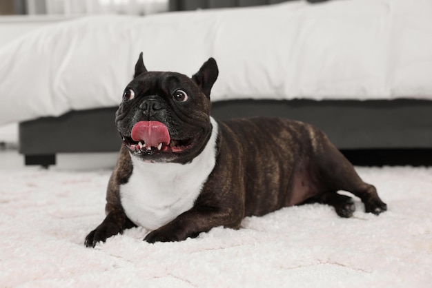 Adorável Bulldog Francês deitado no tapete dentro de casa Lindo animal de estimação