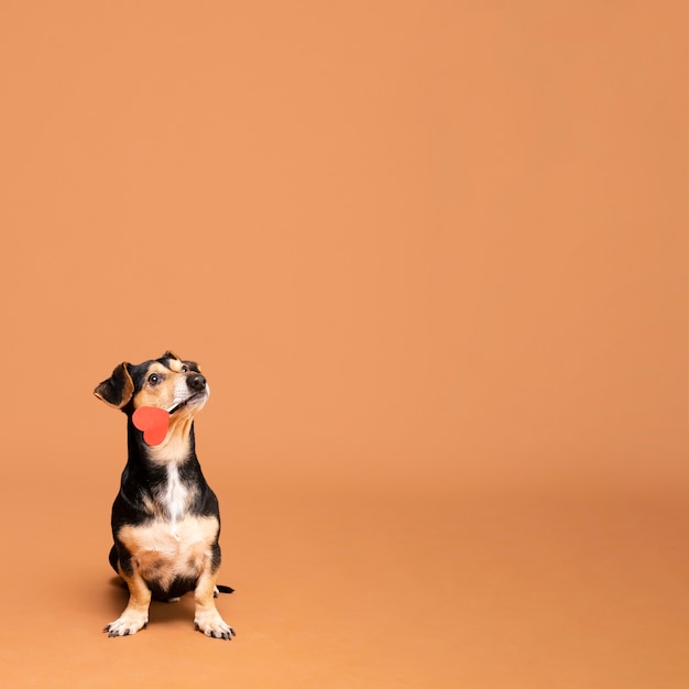 Foto adorável cachorrinho com espaço de cópia