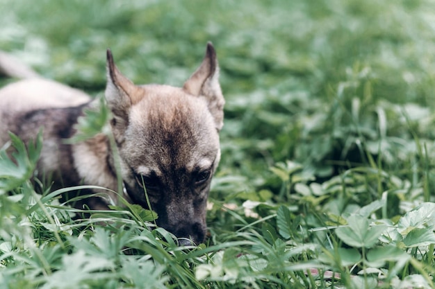 Adorável cachorrinho comendo grama ao ar livre retrato de cachorro cinza bonito deitado na grama no conceito de comida animal do parque