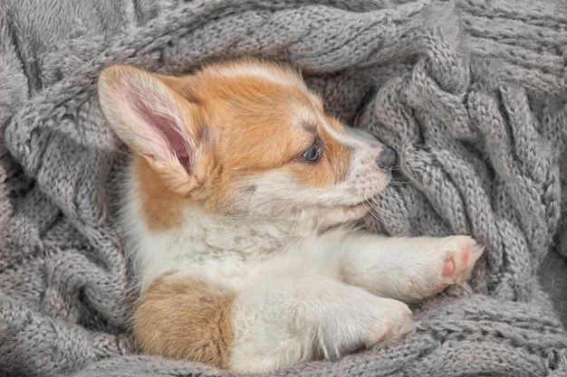 Adorável cachorrinho corgi