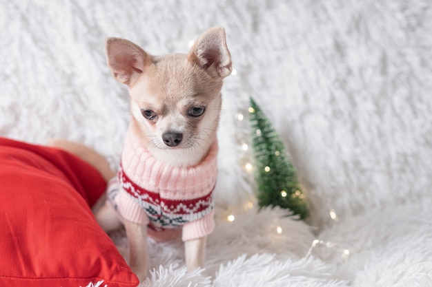 Adorável cachorrinho de Natal chihuahua com suéter