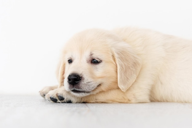 Adorável cachorrinho descansando