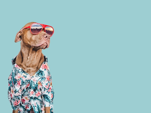 Adorável cachorrinho e óculos de sol muito marrom Preparação e planejamento de viagens Closeup dentro de casa Fundo isolado da foto do estúdio Conceito de viagens de recreação e turismo Cuidados com animais de estimação