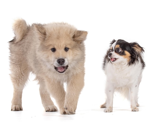 Adorável cachorrinho Eurasier bege com chihuahua