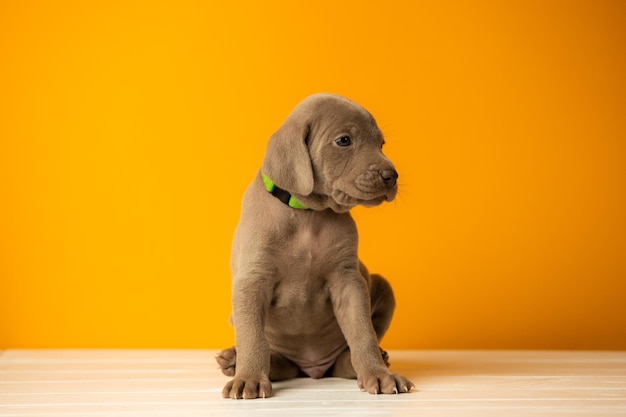 Adorável cachorrinho fofo de weimaraner em fundo laranja