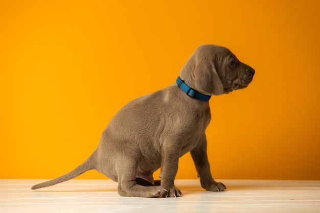 Adorável cachorrinho fofo de weimaraner em fundo laranja