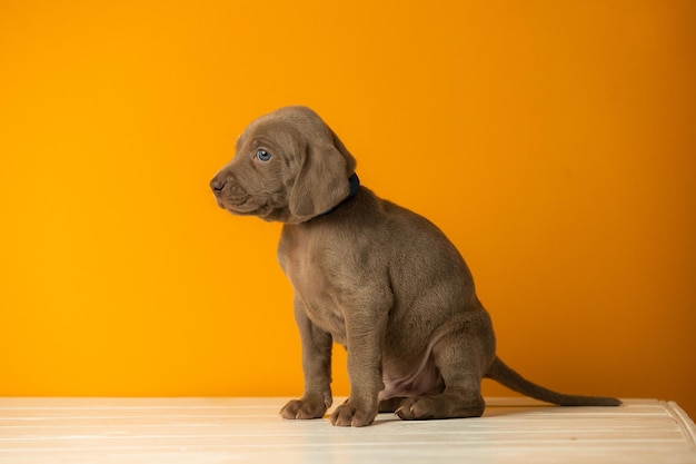 Adorável cachorrinho fofo de weimaraner em fundo laranja