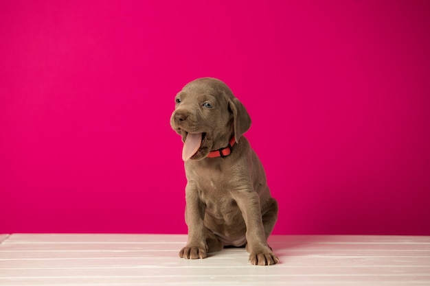 Adorável cachorrinho fofo de weimaraner em fundo rosa