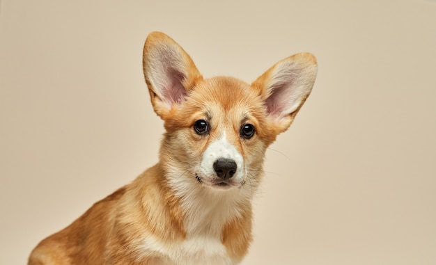 Adorável cachorrinho fofo Welsh Corgi Pembroke