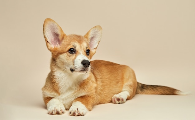 Adorável cachorrinho fofo Welsh Corgi Pembroke