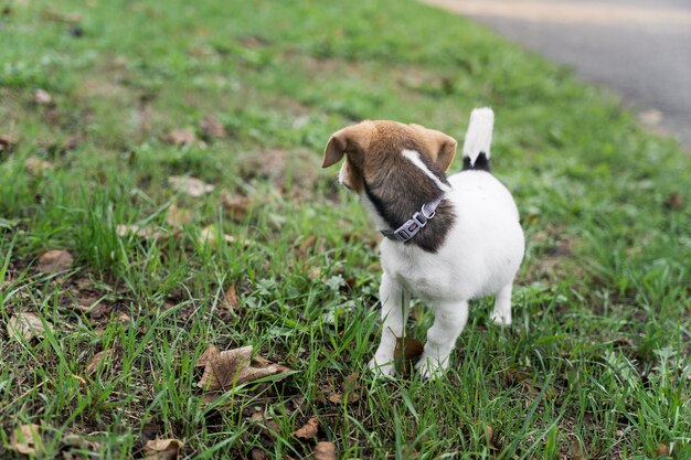 Adorável cachorrinho jack russel terrier em uma grama em um parque olhando de lado a primeira caminhada com animais domésticos novo amigo cão