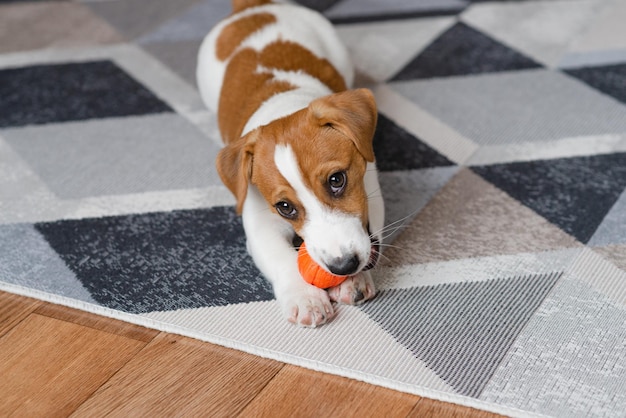 Adorável cachorrinho Jack russell terrier com uma bola laranja em casa olhando para a câmera