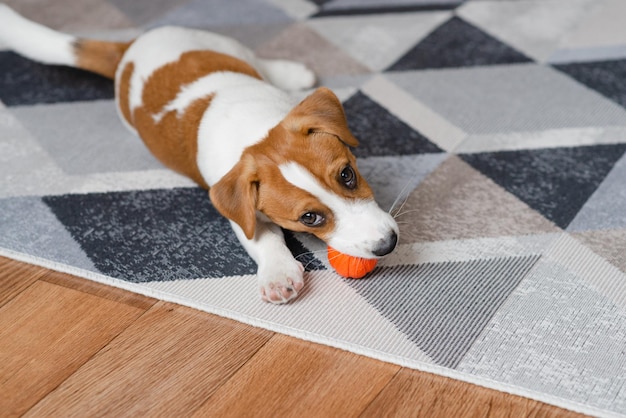 Adorável cachorrinho Jack russell terrier com uma bola laranja em casa olhando para a câmera