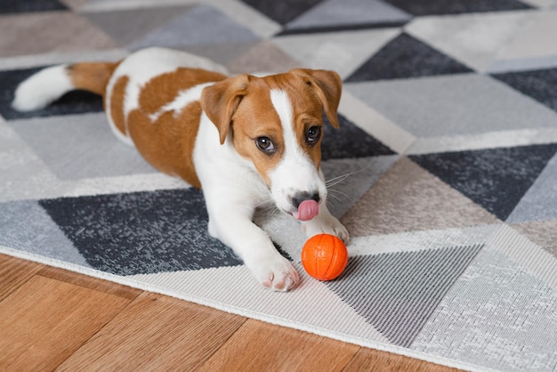 Adorável cachorrinho Jack russell terrier com uma bola laranja em casa olhando para a câmera