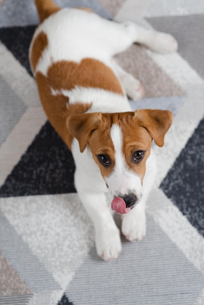 Adorável cachorrinho jack russell terrier no chão em casa, olhando para a câmera