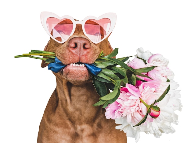 Adorável cachorrinho marrom e flores brilhantes