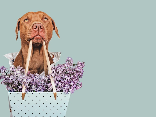 Adorável cachorrinho marrom e flores brilhantes