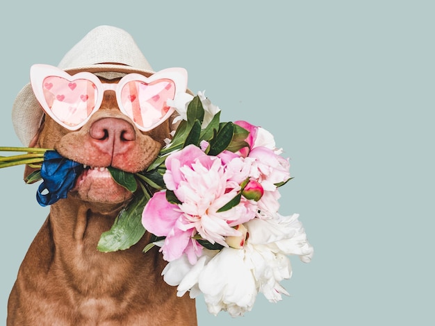 Adorável cachorrinho marrom e flores brilhantes